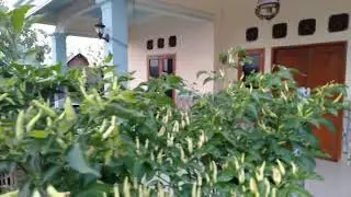 TANAMAN CABE DALAM POLYBAG #kakekpendi
