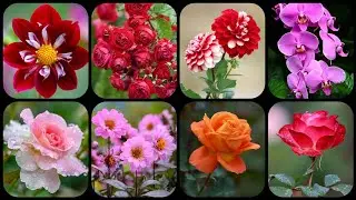 Flower Wallpaper Photo 💕 Lovely Dp Pics 🤩 Dp pictures for whatsapp 🌹