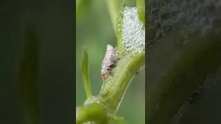 macro photography with smartphone ✓spittle bug making bubbles