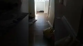 My cat is sleeping