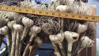 2020.07.16 Harvesting The Chesnok Red and German Hardy Garlic