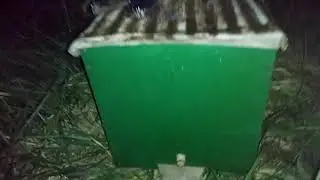 А вот и третий рой за сегодня ( для отчёта по пойманным роям )