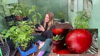 In the Polytunnel | Ducks & Heirloom Tomatoes