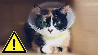 Почему Куки в ОПАСНОСТИ?! Он УМЕР?! Сливки Шоу #КукиЖив