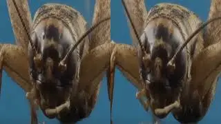 VR 3D focus stack of a  Grass Hopper