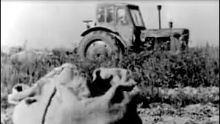 МТЗ-50ПЛ трактор. На картошке. КТН-2. К-3 (1965).