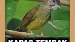 Suara burung Kapas Tembak GACOR DORR!!