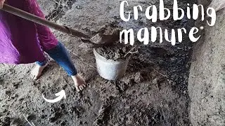 Barefoot farm work | Grabbing aged and fresh manure for a compost pile | Dirty feet and sole reveal
