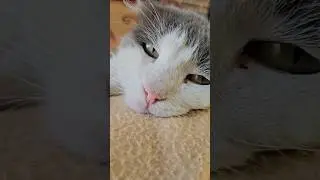 Кошка выбрала хозяина😽😻