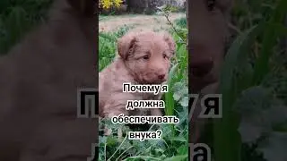 Я не должна обеспечивать внука! 