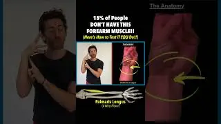15% of People DON’T HAVE This Forearm Muscle! Here’s How to Test if YOU Do (Are You A Super Flexor?)