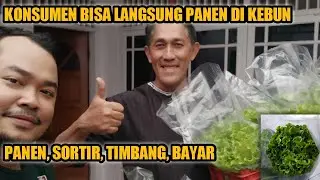 KONSUMEN LANGSUNG PANEN SELADA HIDROPONIK DIKEBUN - Proses Panen Bersama Buyer 