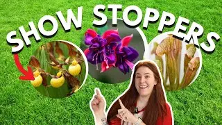 6 WOW Factor Plants For Your Garden! Make The Neighborhood Jealous 😏.