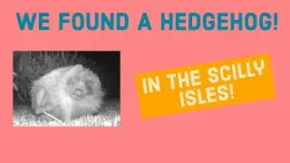 Hedgehog Montage