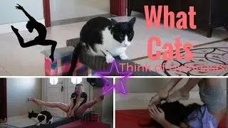 What Cats Think of Gymnasts | Tumbling Cats