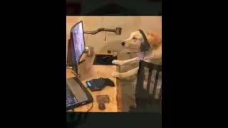 STEAM DID WHAT | 