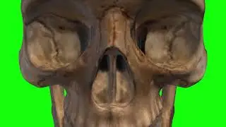 Animated skull on a green background.