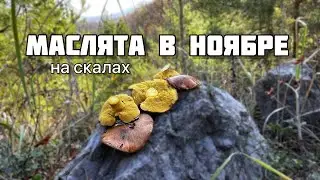 Собираем грибы на скалах!
