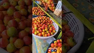 jocotes