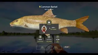 Russian Fishing 4  |  Video #5  |  Common Barbel  |  The Amber Lake