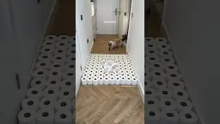 These toilet rolls are so unstable🤣 #cat #catvideos #cats