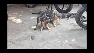 KUCING KAWIN SAMPE NGANTRI
