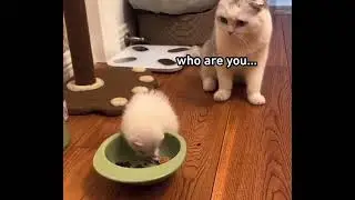 Cute Cat thinks sleepy ferret friend was dead