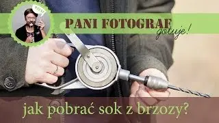 Jak pobrać sok z brzozy
