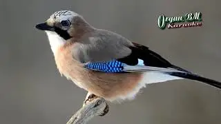 Ngở   Dj   Remix   Karaoke Nhạc Sống 2015   Beat mới