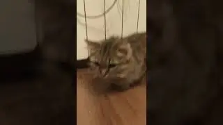Тили-бом кошкин дом в стиле рэпа...йоу!!!