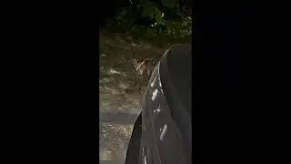 Пятигорск! Ночные гости😉