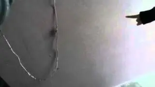 Big butt cricket