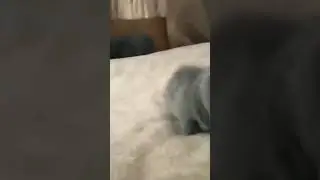 Милый котёнок😘😘😘