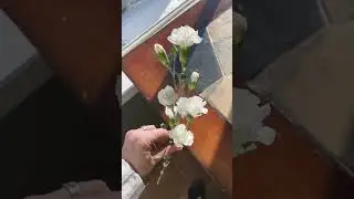 White Carnations!