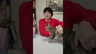 משחוק אסטרטגיה בהוראה. אזרחות. קישור בתיאור