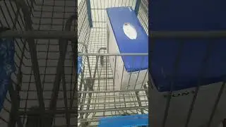 almost missed out on getting PlayStation 5 from Walmart YouTube short vlog #shortvideo #short #vlog