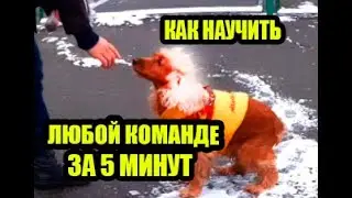 Спаниель Сёма: Как научить любой команде за 5 минут ДРЕССИРОВКА