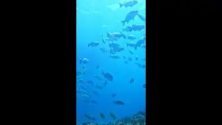 What to do in Grand Cayman if you're a Non-Diver