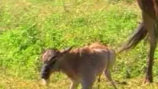 Wildebeest giving birth