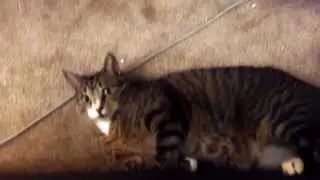 Cat attack
