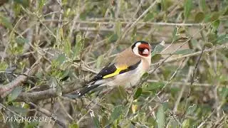 JILGUERO COMIENDO HORTIGAS