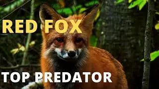How the Red Fox Resourcefulness Makes it a Top Predator  🦊 🦊 🦊 4K