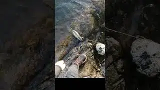 А з тобою що робити🤔???👍