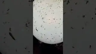 Куча насекомых на лампе ночью. 😳😳😳