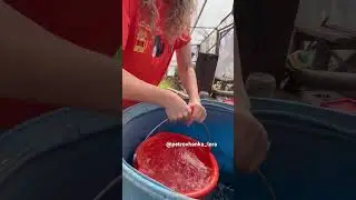 ПОДКОРМКА ДЛЯ БОГАТОГО УРОЖАЯ 🤗 