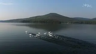 лебеди на озере Тургояк