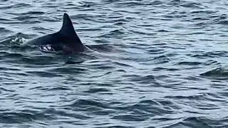 DolphinMischief Scotland2024
