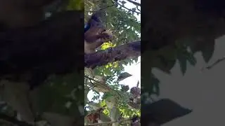 Рыжий бельчонок кушает орех