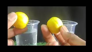 Top 3 Science Experiment ll #experiment #science