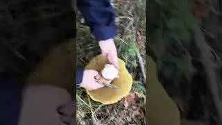 Как мы белый гриб срезали  #янао #грибы  #forest #белый гриб #лес